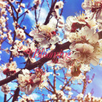 may-13-blooming_life-preview